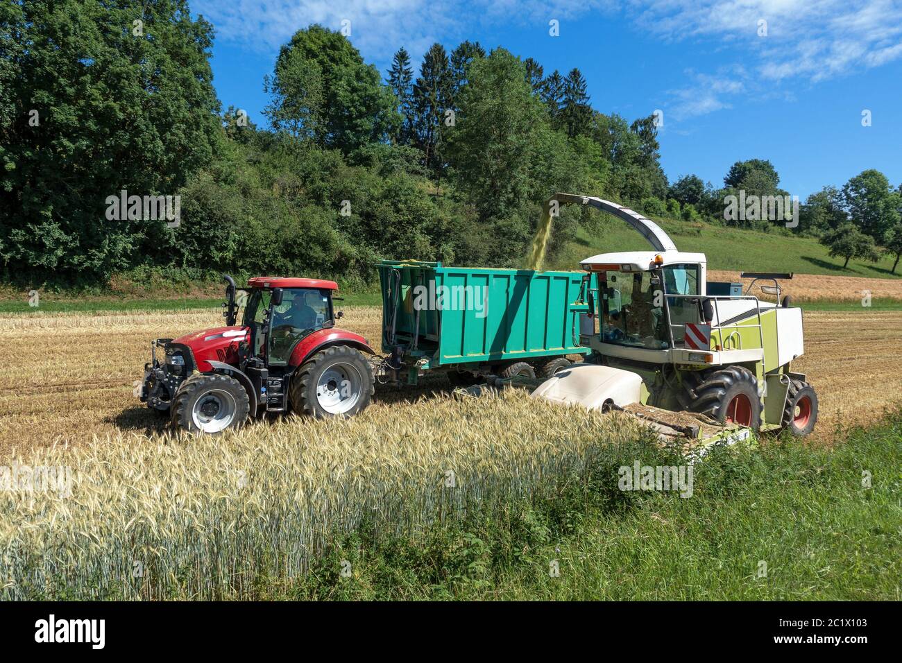 Ernte der ganzen Pflanzensilage mit Feldhäcksler und Traktor mit Anhänger auf einem Getreidefeld Stockfoto