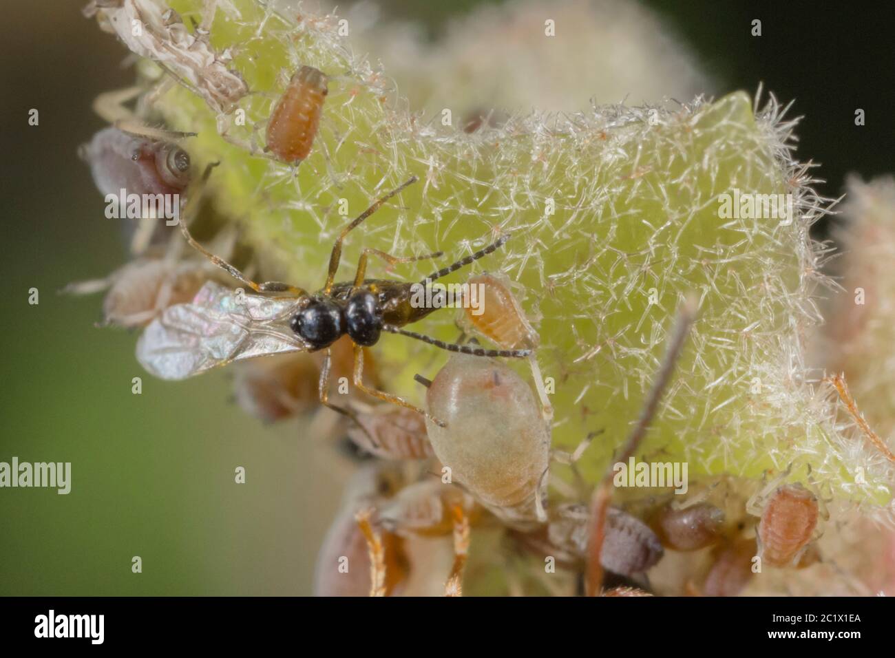 Blattlaus-Parasitoid (Aphidius colemanni), parasitieren junge Grünfliege, Deutschland, Bayern, Niederbayern, Niederbayern Stockfoto