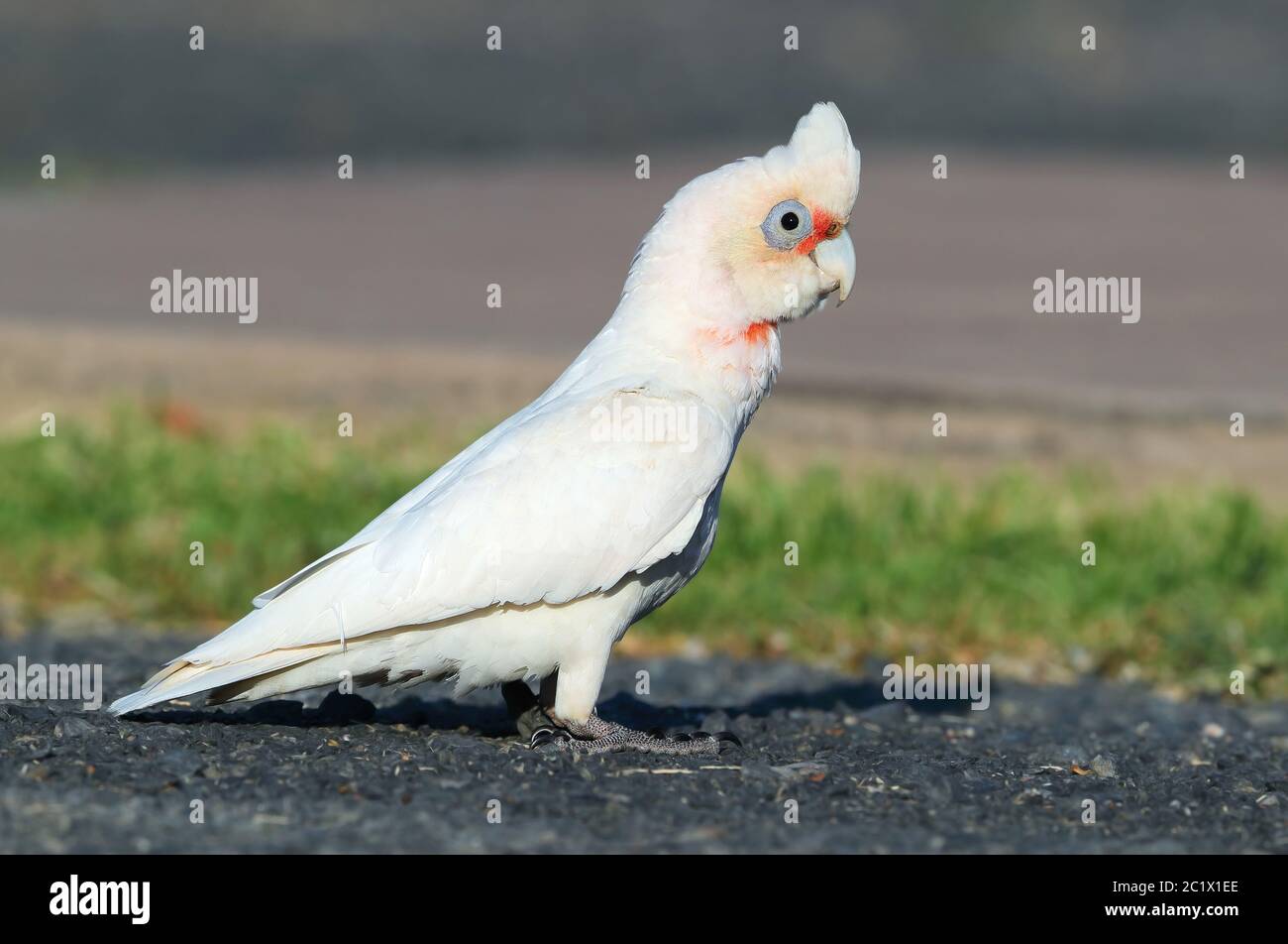 Kleine corella (Cacatua sanguinea), auf dem Boden stehend, Australien, Queensland, Smaragd Stockfoto