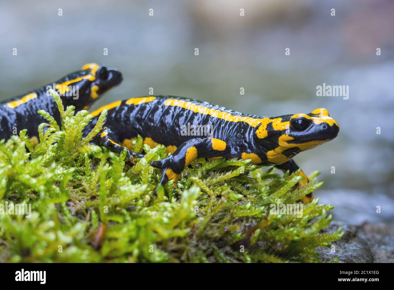 Europäischer Feuersalamander (Salamandra salamandra), zwei