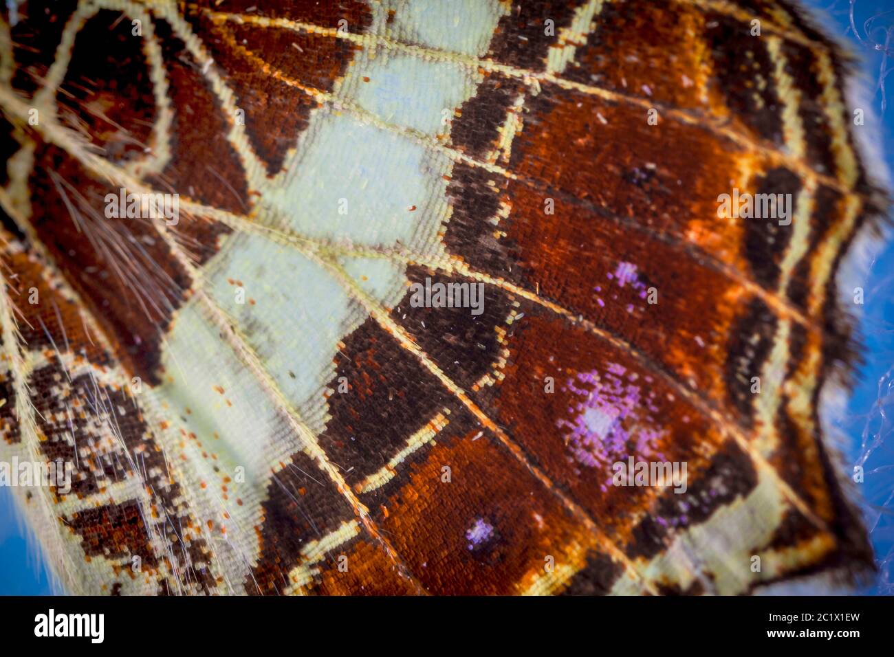 Karte Schmetterling (Araschnia levana), Detail Flügelmuster, Hinterflügelunterseite, Tarnung, Deutschland, Bayern, Niederbayern, Niederbayern Stockfoto