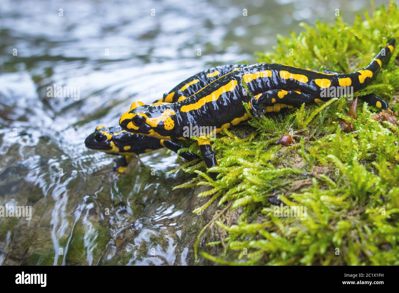 Salamander Amphibian Stockfotos und -bilder Kaufen - Seite 7 - Alamy