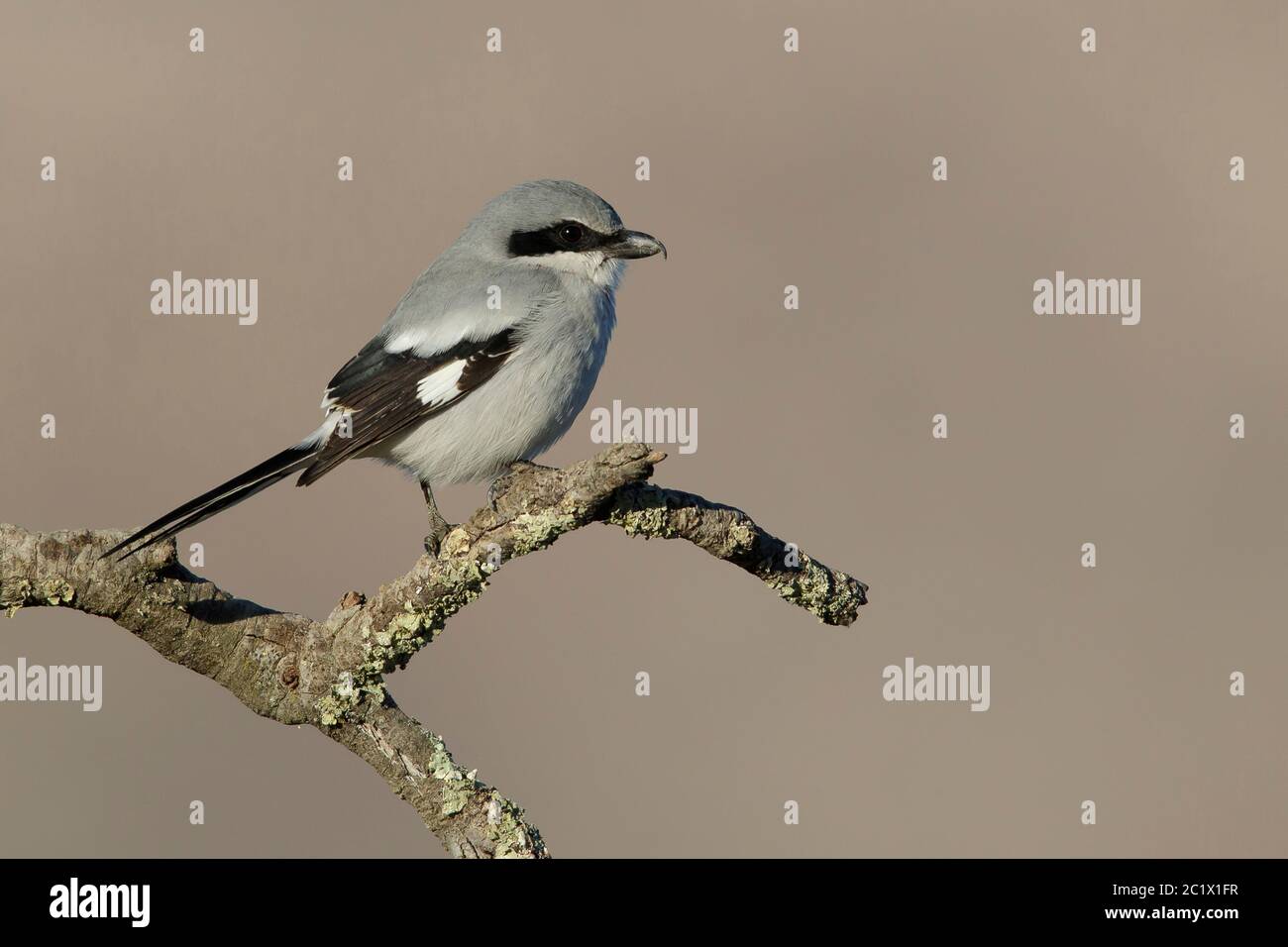 Karettschwürger (Lanius ludovicianus), erwachsen in einem Zweig, USA, Kalifornien Stockfoto