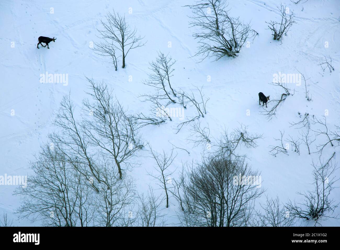Gämsen (Rupicapra rupicapra), zwei Gämsen im Winter, Frankreich, Vogesen, Honneck, La Bresse Stockfoto