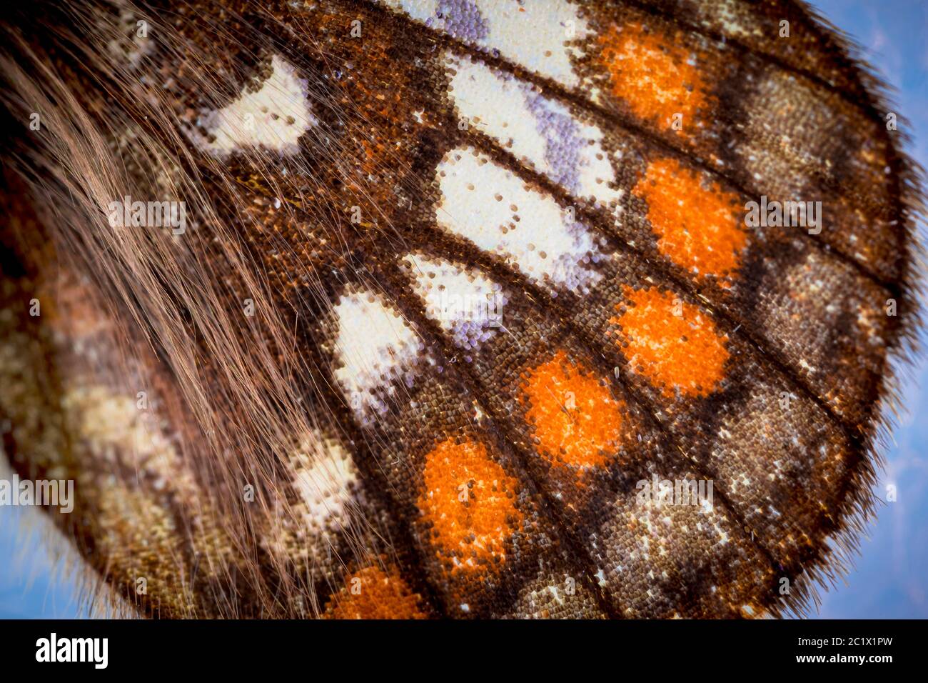 Cynthias Fritillary (Euphydryas cynthia), Detail von Flügelmustern, Hinterflügel, Warnfärbung, Deutschland Stockfoto