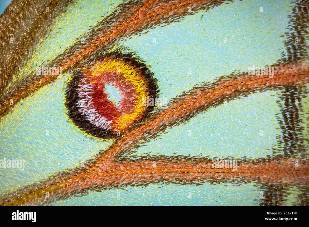 Spanischer Mondmotte (Graellsia isabellae, Graellsia isabelae), Augenfleck des Vorderlaufs, Detail, sichtbare Schuppen, Deutschland Stockfoto