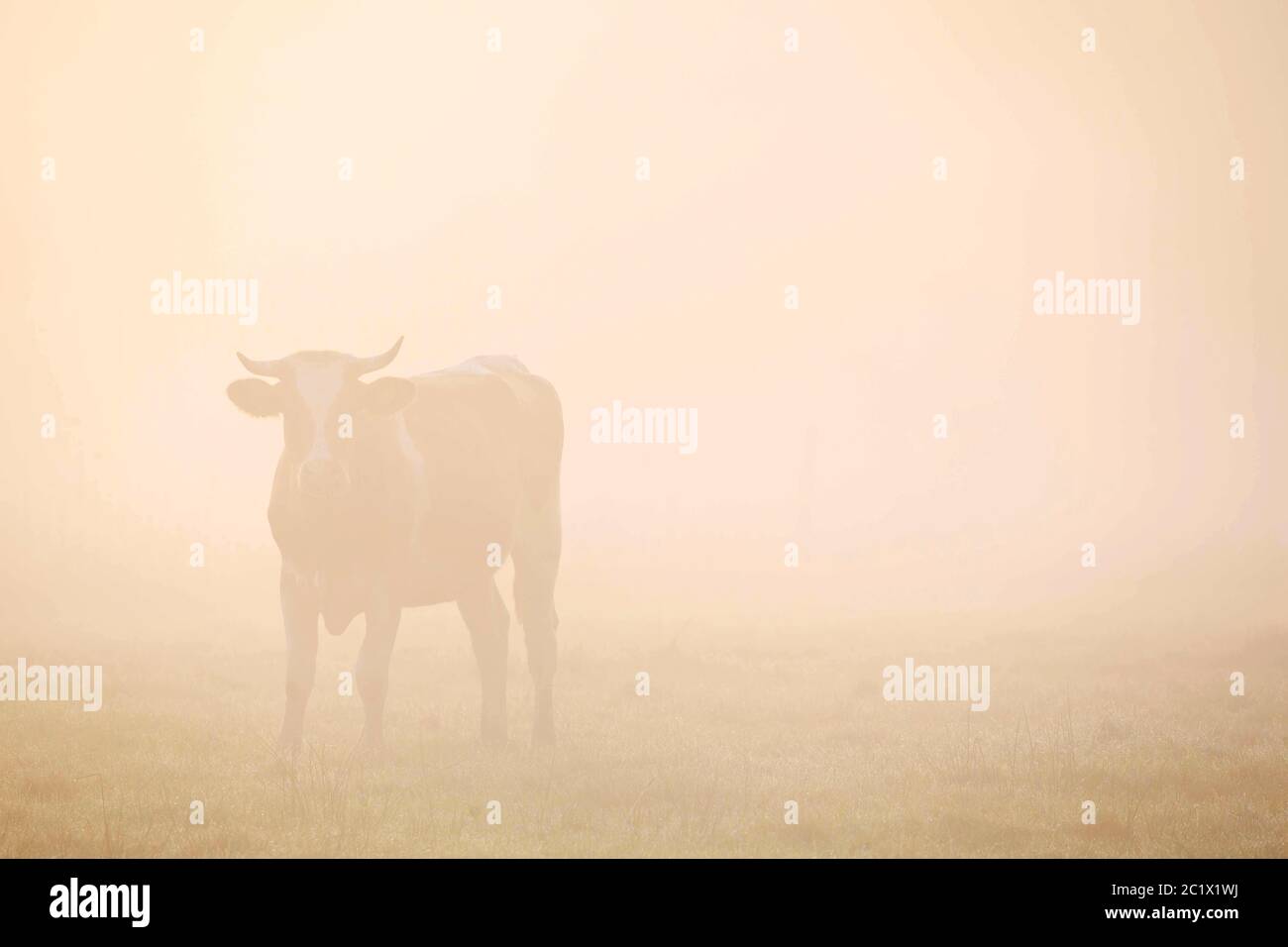 Hausrinder (Bos primigenius f. stier), Kuh im Nebel, Belgien, Ostflandern Stockfoto
