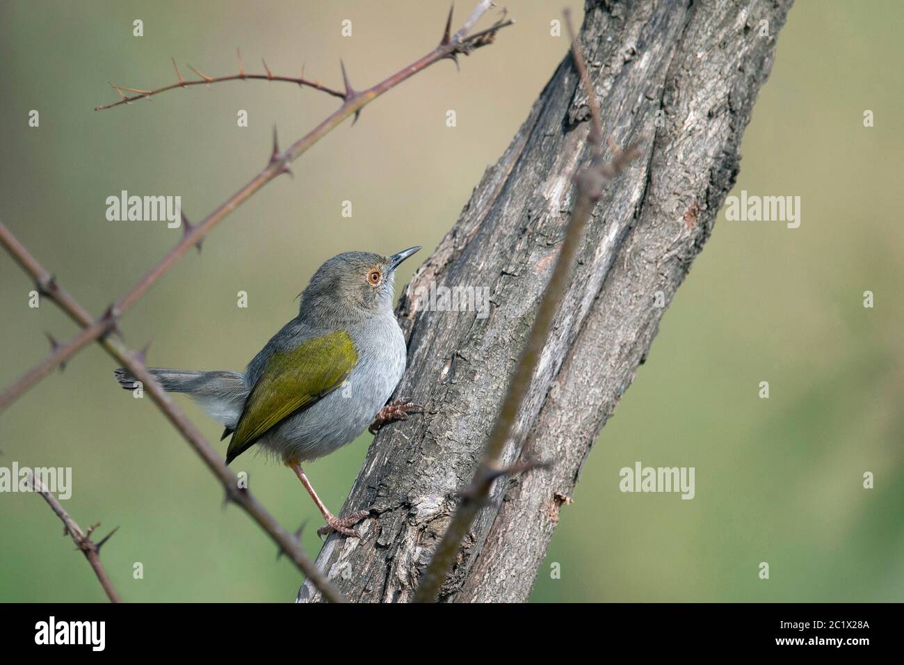 Grün-rückige Kamaroptera (Camaroptera brachyura), in einem kleinen Busch, Äthiopien Stockfoto