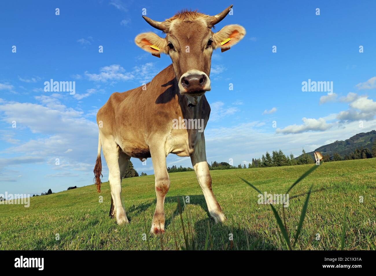 Eine hübsche junge braune Milchkuh mit Hörnern und einer Glocke. Braunes Vieh auf einer Weide in Bayern Stockfoto