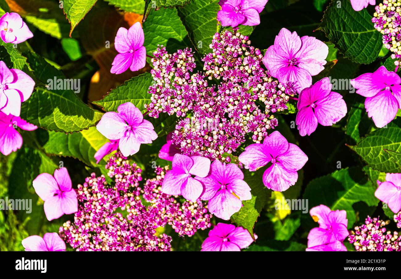 Lunaria annua, genannt Ehrlichkeit oder jährliche Ehrlichkeit, ist eine blühende Pflanze, die auf dem Balkan und in Südwestasien beheimatet ist Stockfoto