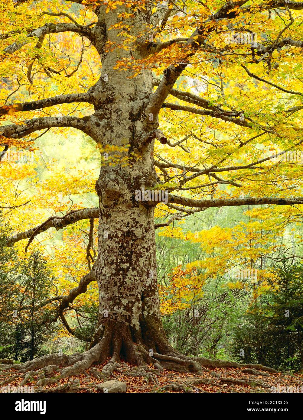 Anlagen. Stamm der großen Buche im Herbst. Stockfoto