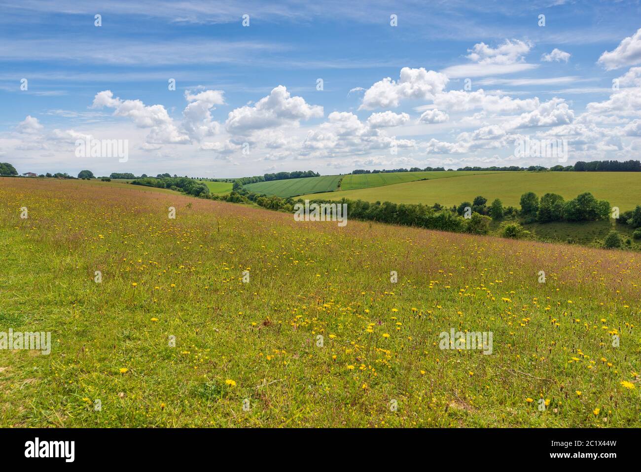 Lila Gräser und gelbe Wildblumen im Sommer im Coombe Bisset Down Naturschutzgebiet, Salisbury, Wiltshire, Großbritannien Stockfoto