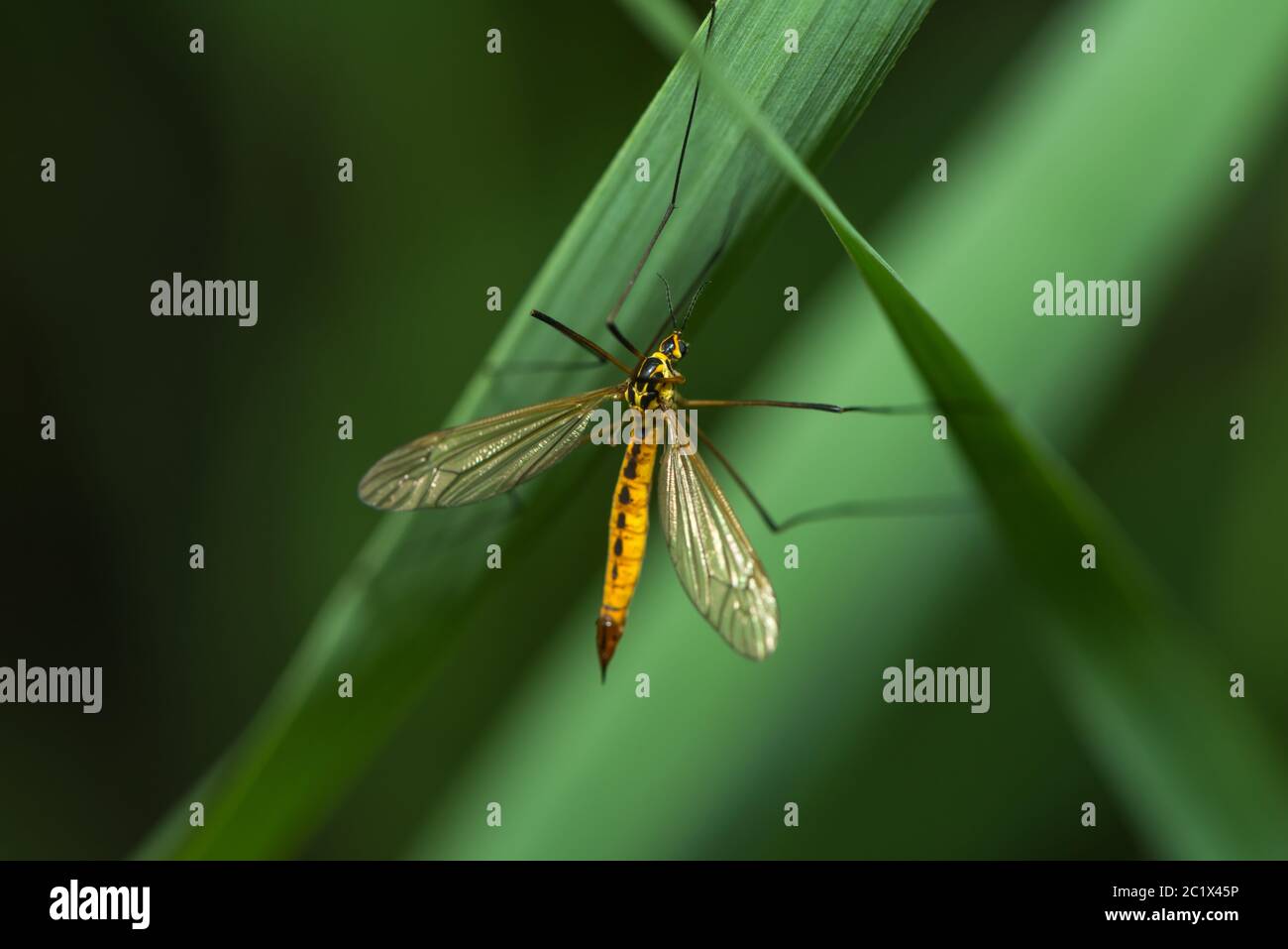 Eine Nahaufnahme eines Krans fliegt auf eine Anlage Stockfoto