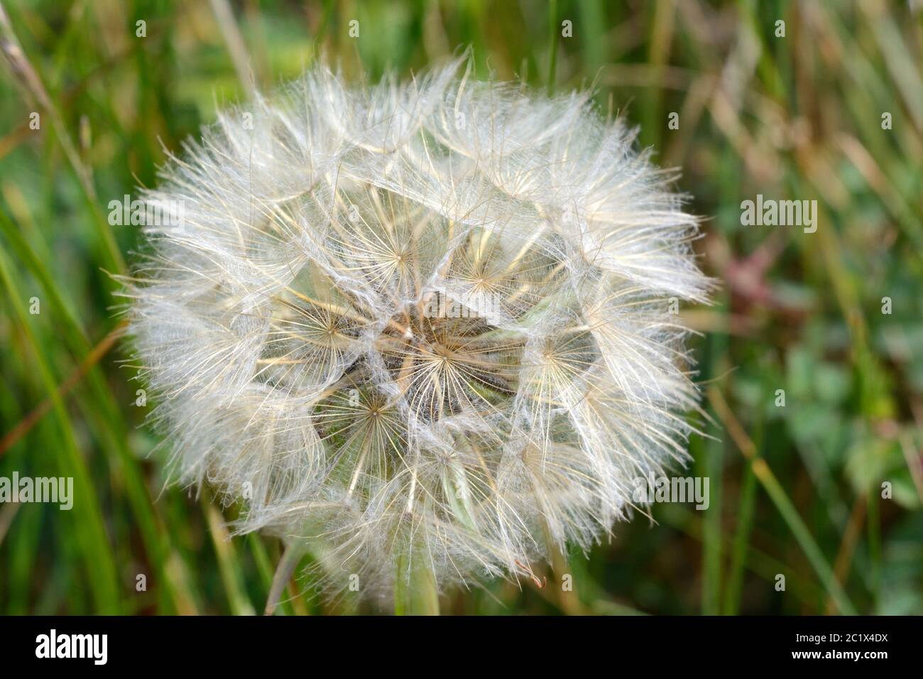 Samenkopf der Wiese salsify Wiese Goatsbart Jack zu Bett gehen am Mittag Tragopogon pratensis gelben Goatsbart Stockfoto