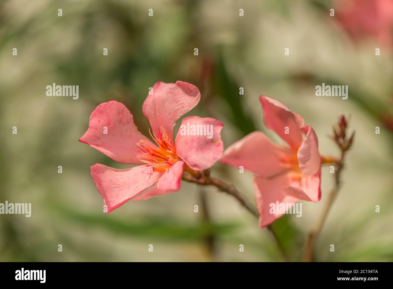 Eine Nahaufnahme einer Blüte Stockfoto