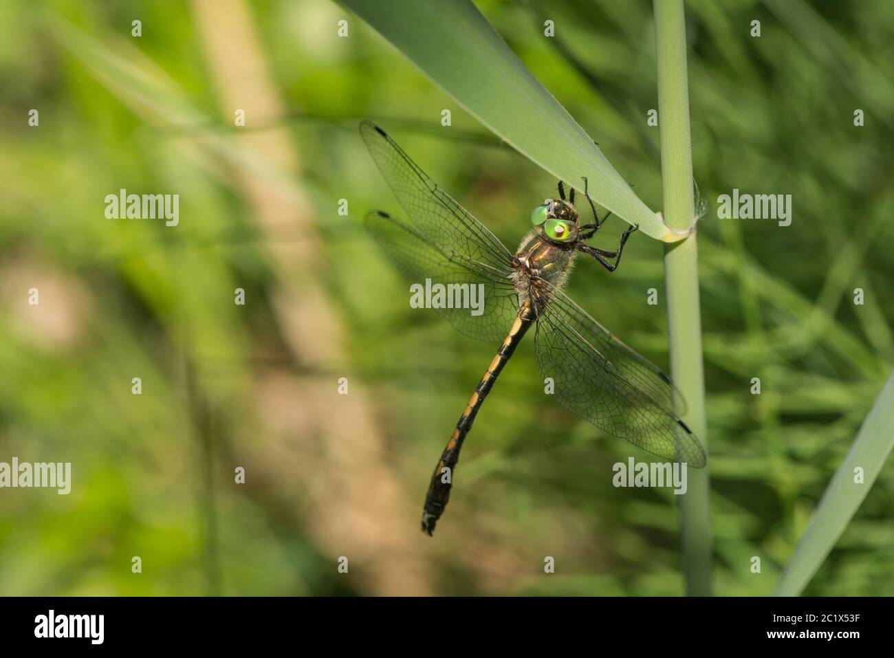 Eine Nahaufnahme einer Drachenfliege Stockfoto