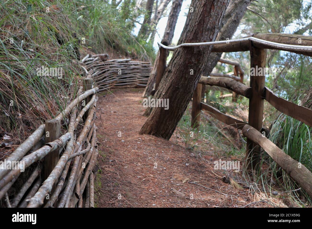 Palinuro – Particolare del sentiero della pineta Stockfoto