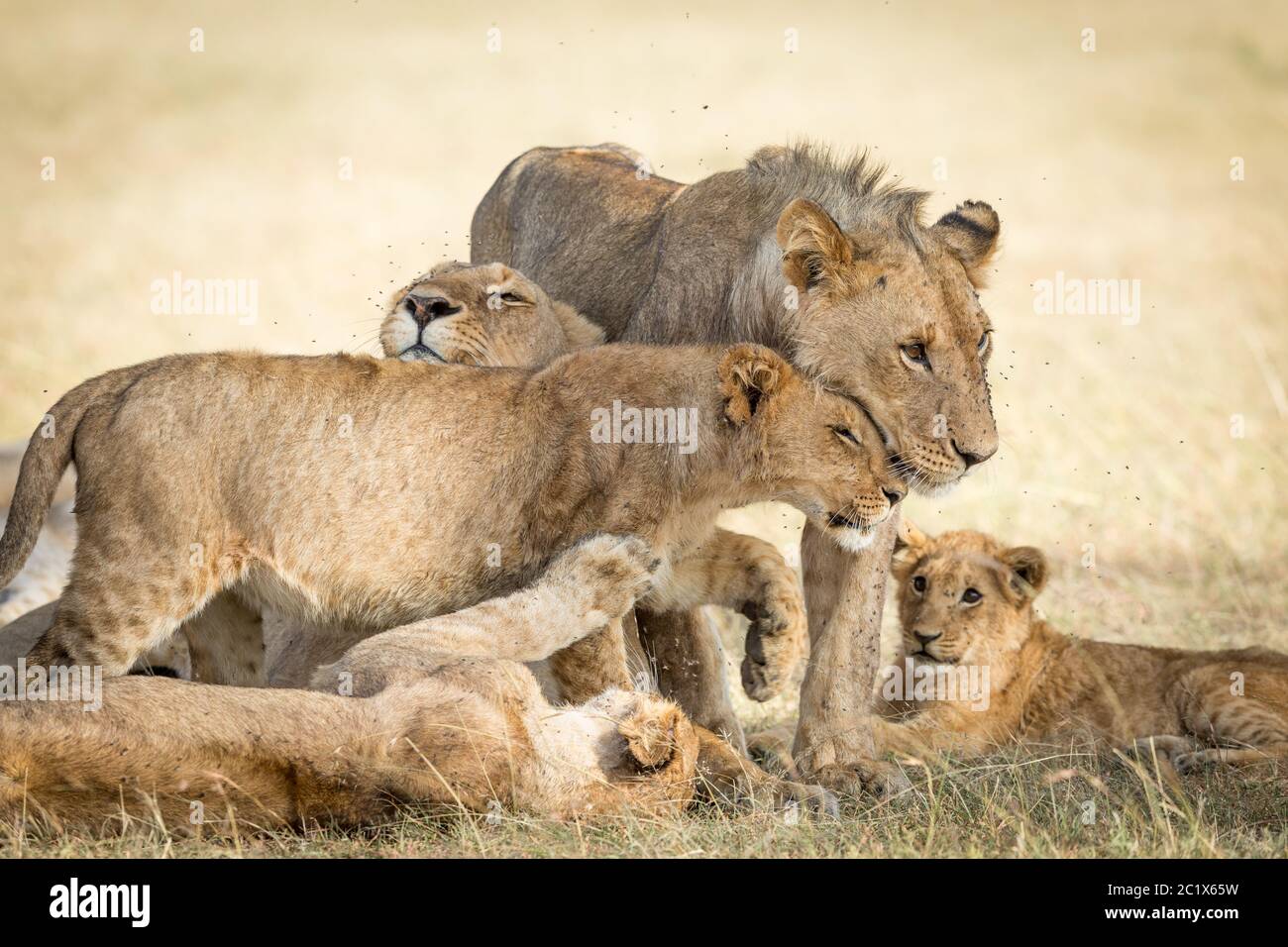 Löwenstolz, der in Masai Mara Kenia Zuneigung mit Fliegen um ihre Gesichter zeigt Stockfoto Löwenstolz, der in Masai Mara Kenia Zuneigung mit Fliegen um ihre Gesichter zeigt Stockfoto