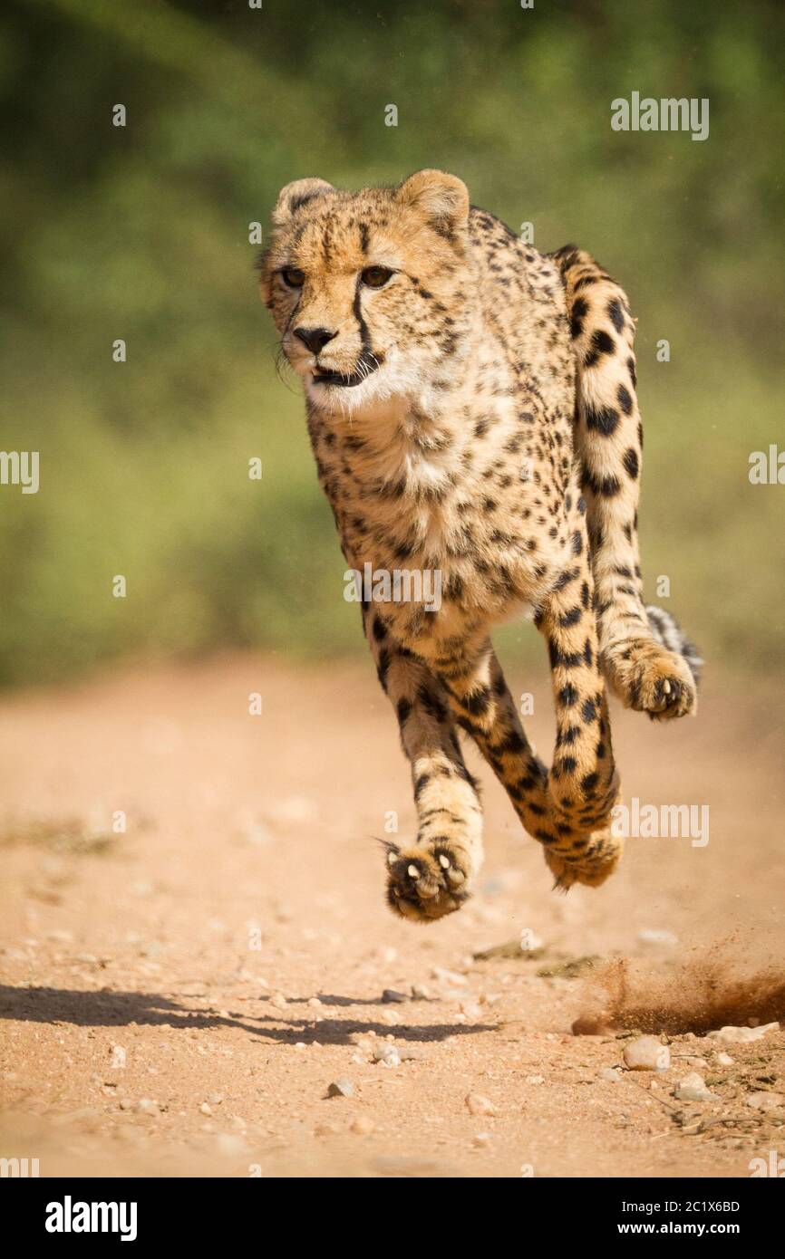 Vertikale Aufnahme von erwachsenen Geparden, die mit Höchstgeschwindigkeit laufen und alle Beine in der Luft im Kruger Park Südafrika Stockfoto