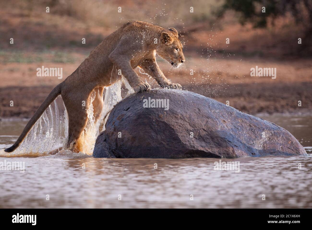 Eine Erwachsene Löwin springt aus dem Wasser zu einem großen Felsen, wobei Wasser im goldenen Nachmittagslicht vom Körper tropft Stockfoto