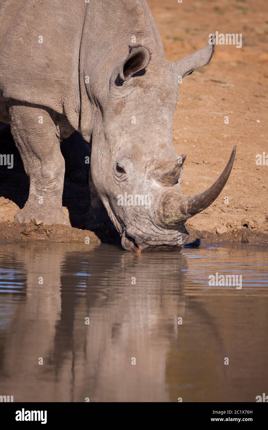 Weißer Rhino-Kopf auf vertikalem Porträt Trinkwasser aus einem Damm im Kruger Park Südafrika Stockfoto