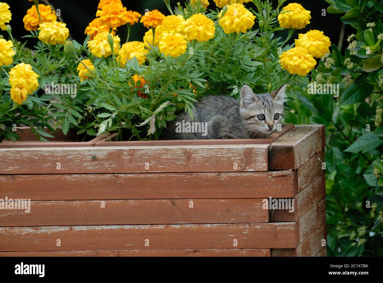 Katze in der Blumenkaste spielen Stockfoto