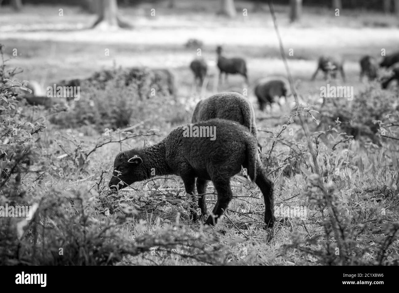 Schwarz-weiße Fotografie von braunen Schafen auf einer Wiese. Englische Landschaft. Wildtierfotografie. Stockfoto