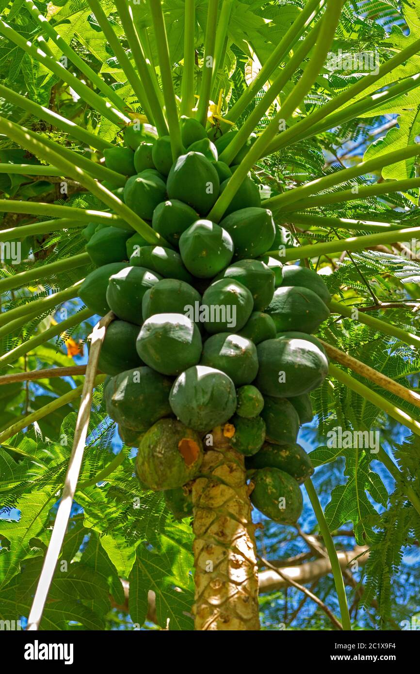 Karibik, St. Lucia - Blumen Stockfoto