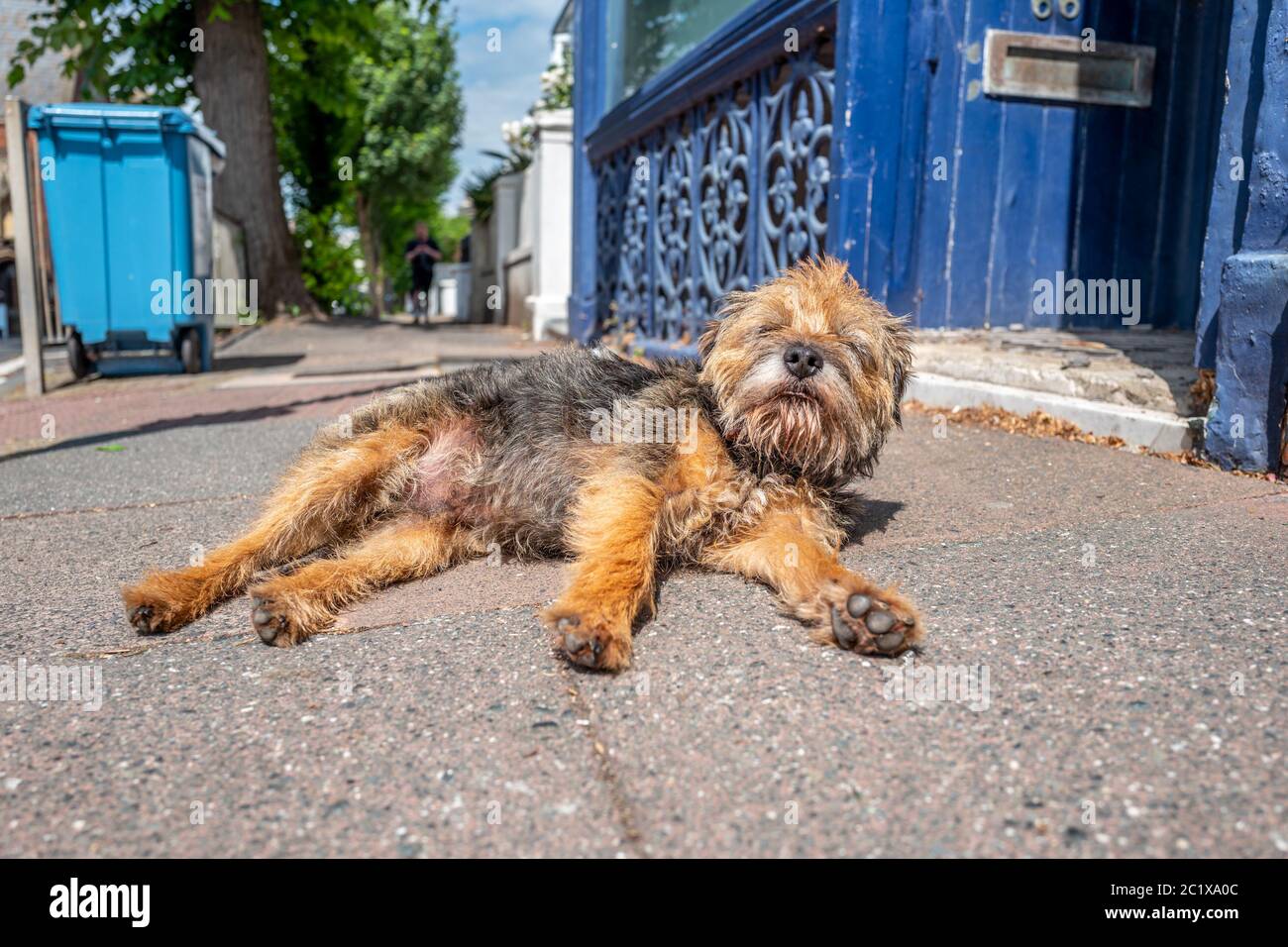 Brighton UK, 15. Juni 2020: Blick auf Brighton mit Hund zum Sonnenbaden Stockfoto