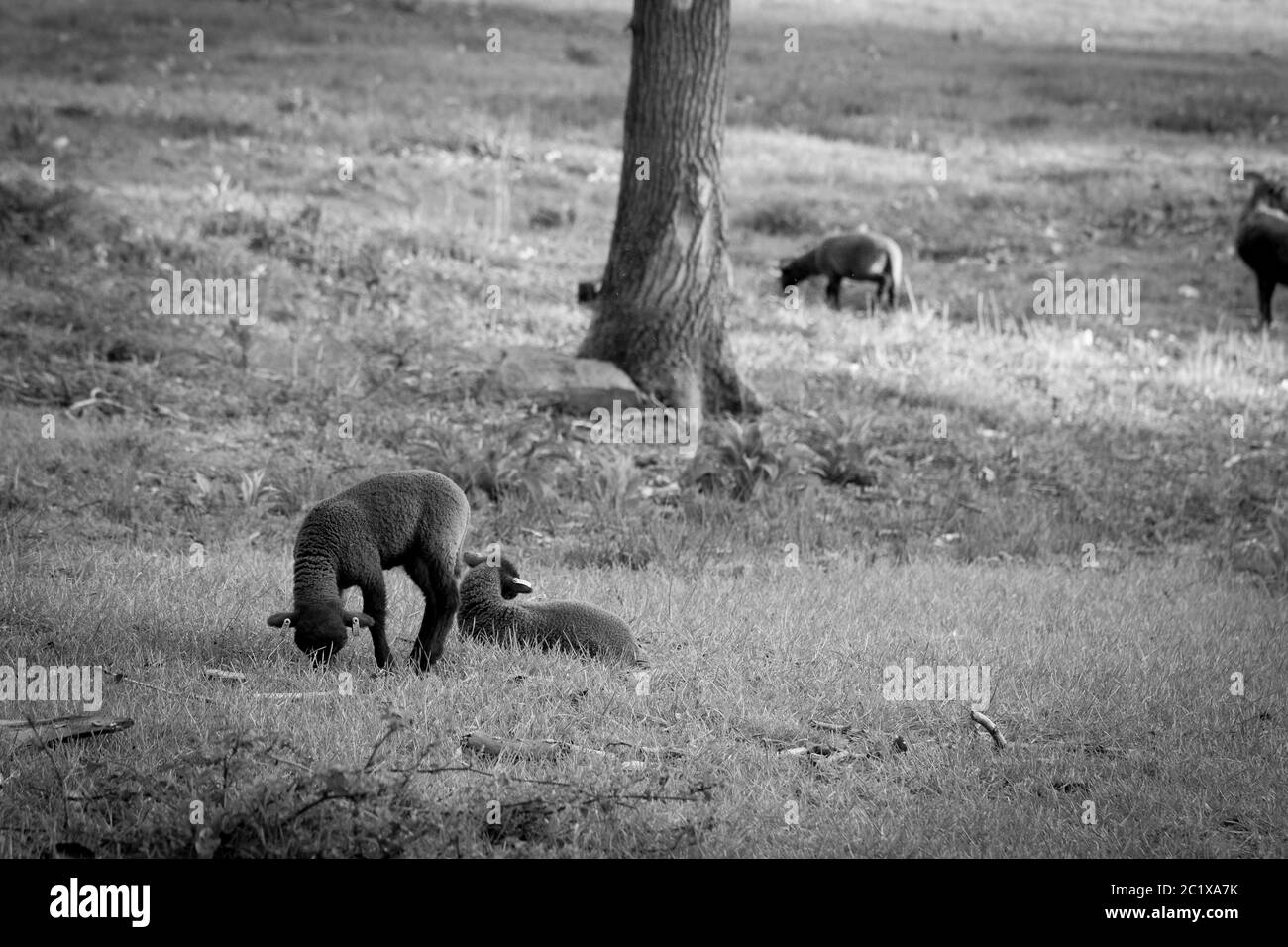 Schwarz-weiße Fotografie von braunen Schafen auf einer Wiese. Englische Landschaft. Wildtierfotografie. Stockfoto