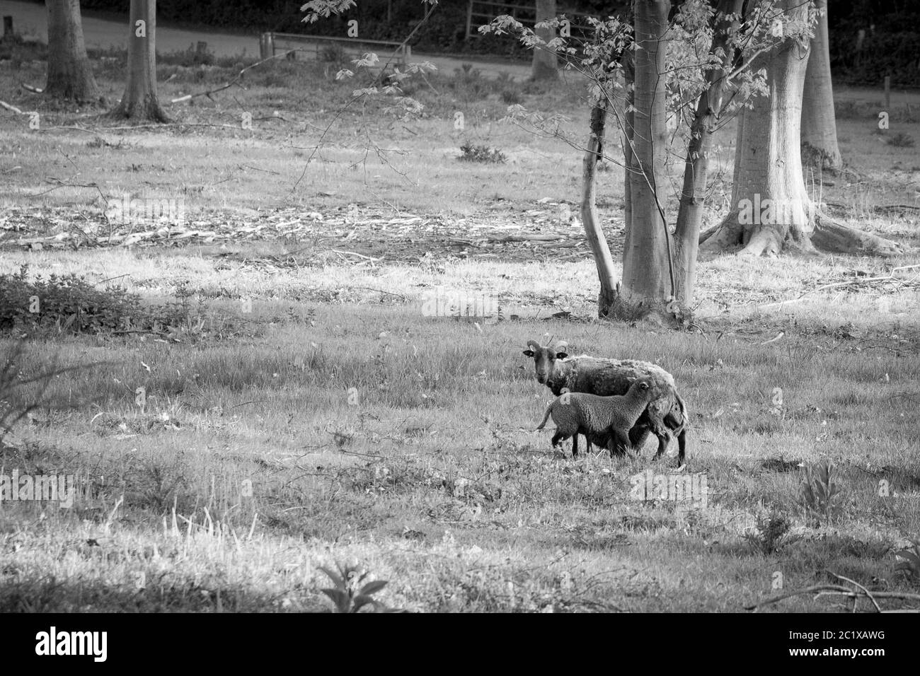 Schwarz-weiße Fotografie von braunen Schafen auf einer Wiese. Englische Landschaft. Wildtierfotografie. Stockfoto