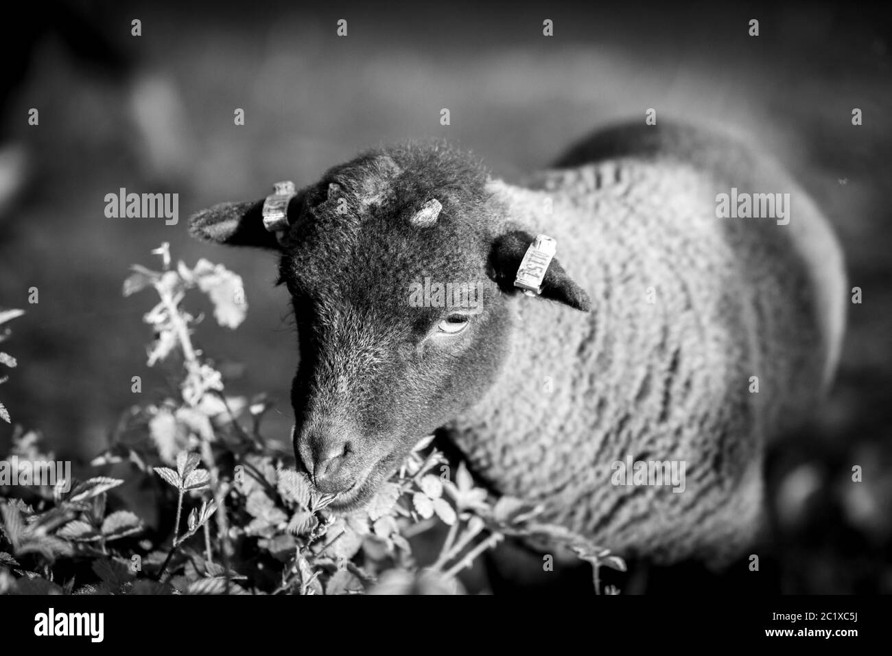 Schwarz-weiße Fotografie von braunen Schafen auf einer Wiese. Englische Landschaft. Wildtierfotografie. Ein Porträt eines Lammes. Stockfoto