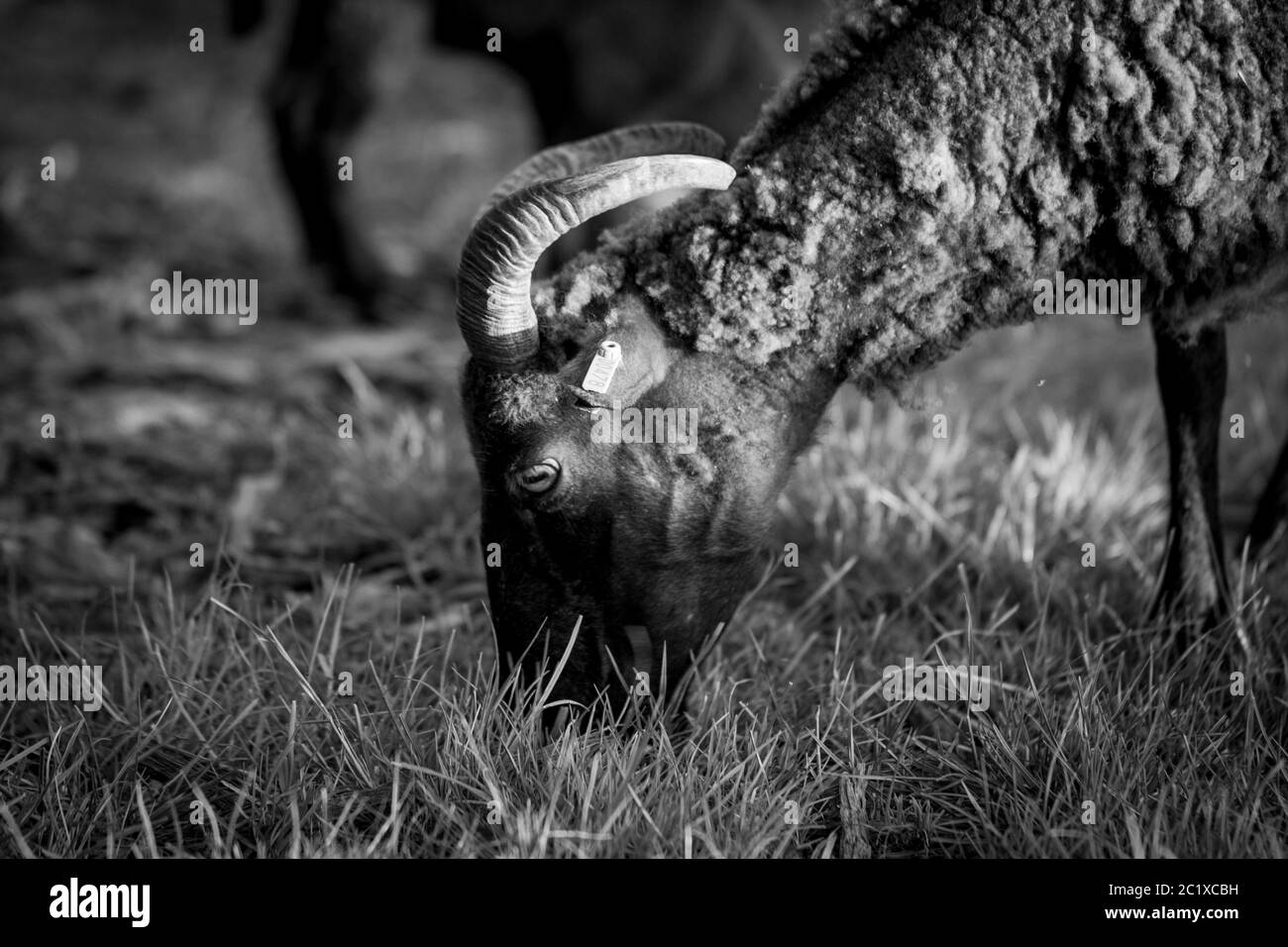 Schwarz-weiße Fotografie von braunen Schafen auf einer Wiese. Englische Landschaft. Wildtierfotografie. Stockfoto