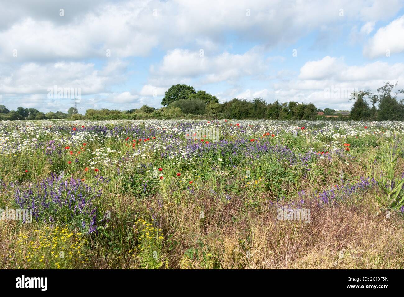 Wildblumenwiese in Hampshire, Großbritannien, mit bunten Wildblumen einschließlich roter Mohnblumen, getufteten Vetch und Ochsenblumen. Sommer Landschaft. Stockfoto