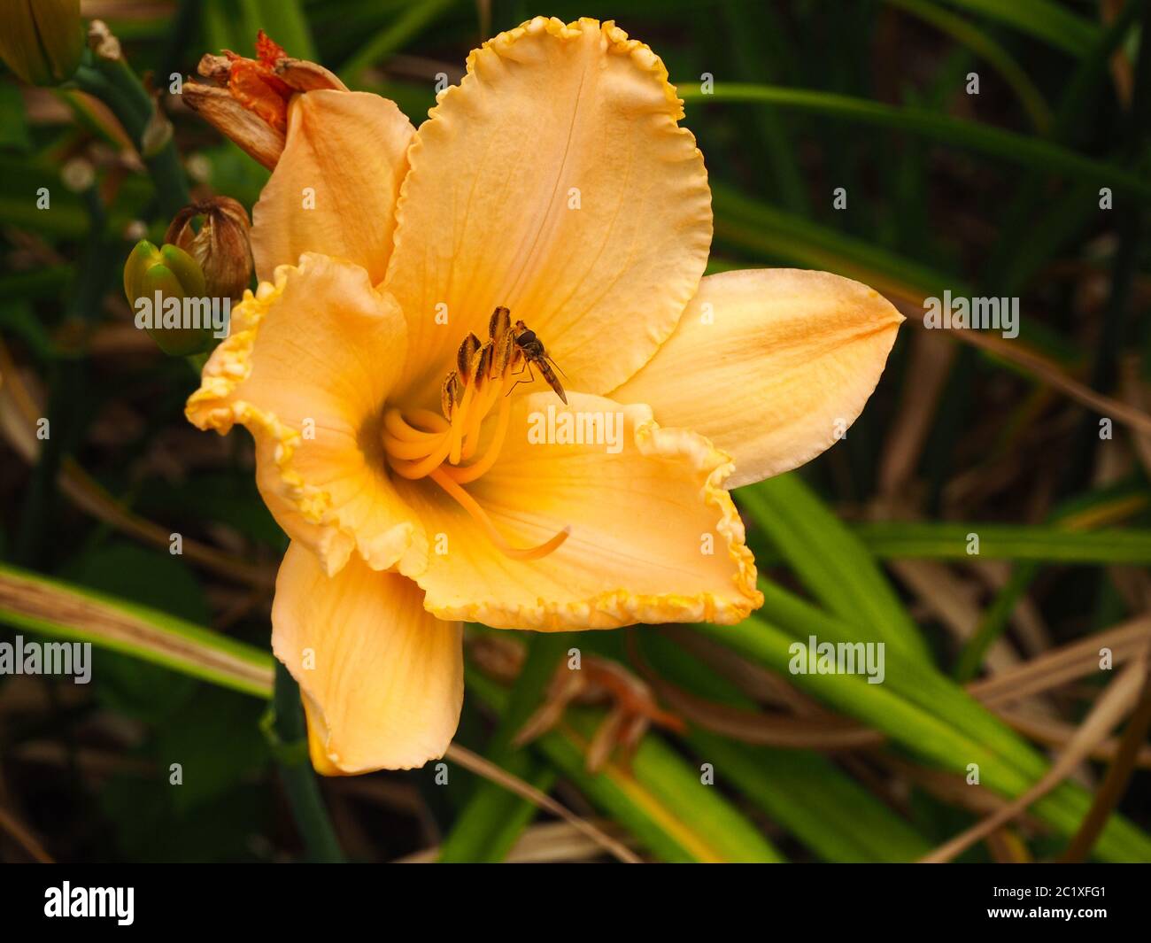 Schöne gelbe Tageslilie (Hemerocallis) Blume mit einer besuchenden Schwebefliege Stockfoto