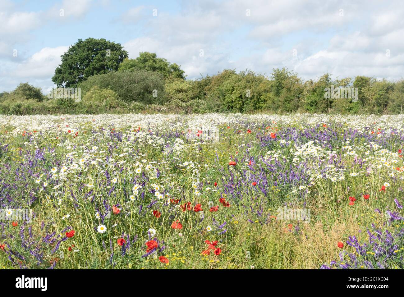 Wildblumenwiese in Hampshire, Großbritannien, mit bunten Wildblumen einschließlich roter Mohnblumen, getufteten Vetch und Ochsenblumen. Sommer Landschaft. Stockfoto