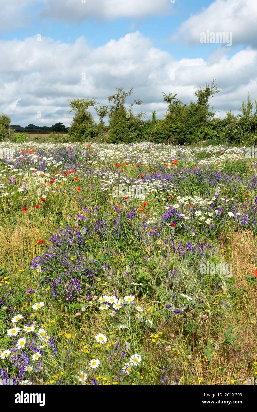 Wildblumenwiese in Hampshire, Großbritannien, mit bunten Wildblumen einschließlich roter Mohnblumen, getufteten Vetch und Ochsenblumen. Sommer Landschaft. Stockfoto