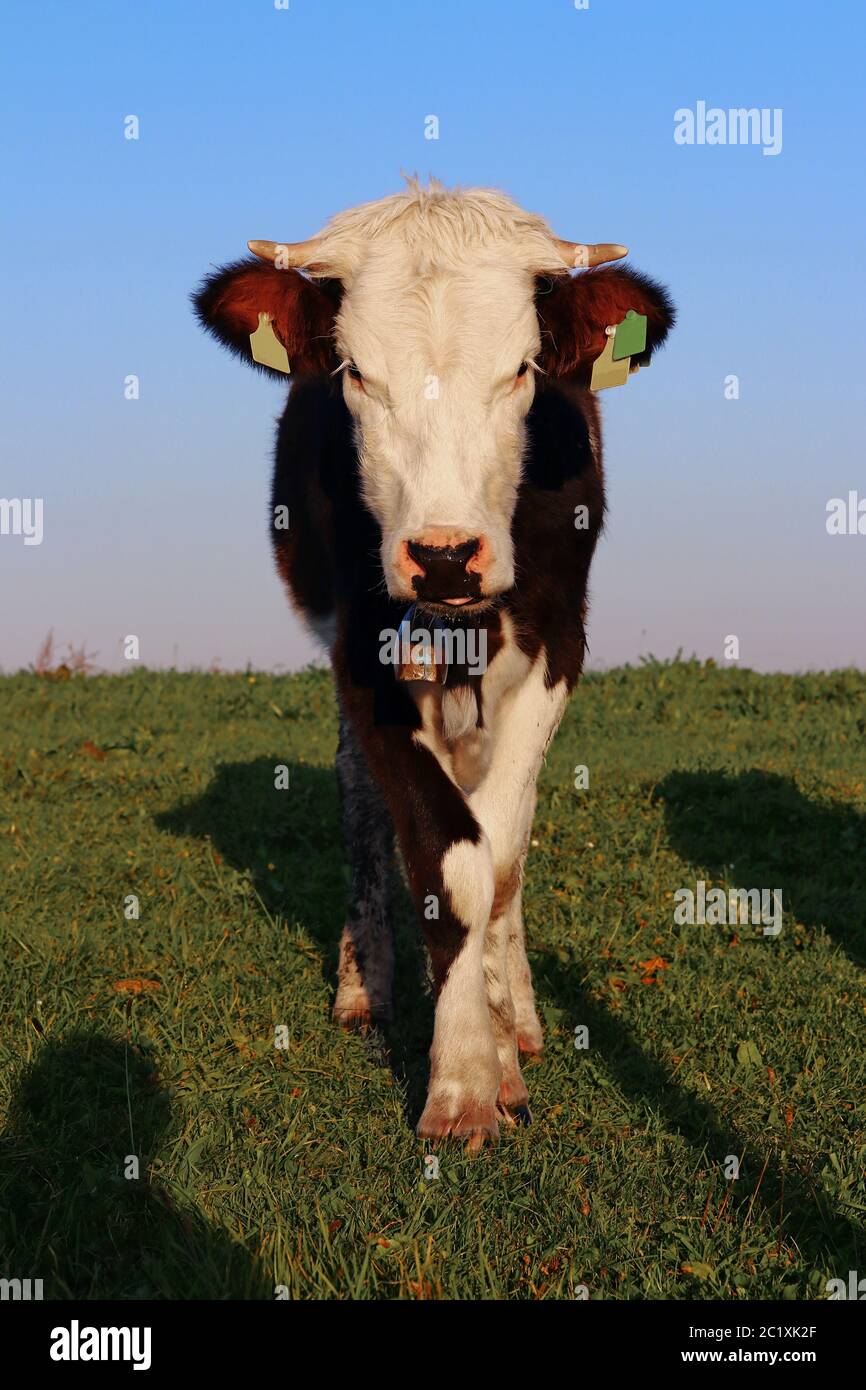 Ein hübsches fleckvieh mit Hörnern auf einer Wiese in Bayern. Schwarz-weiße Fleckvieh-Kuh Stockfoto