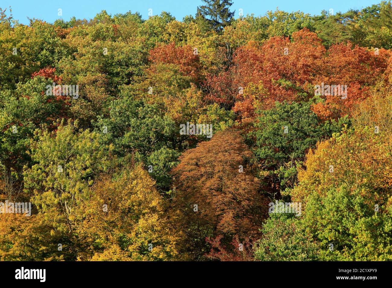 Gemischter Laubwald im Herbst Stockfoto