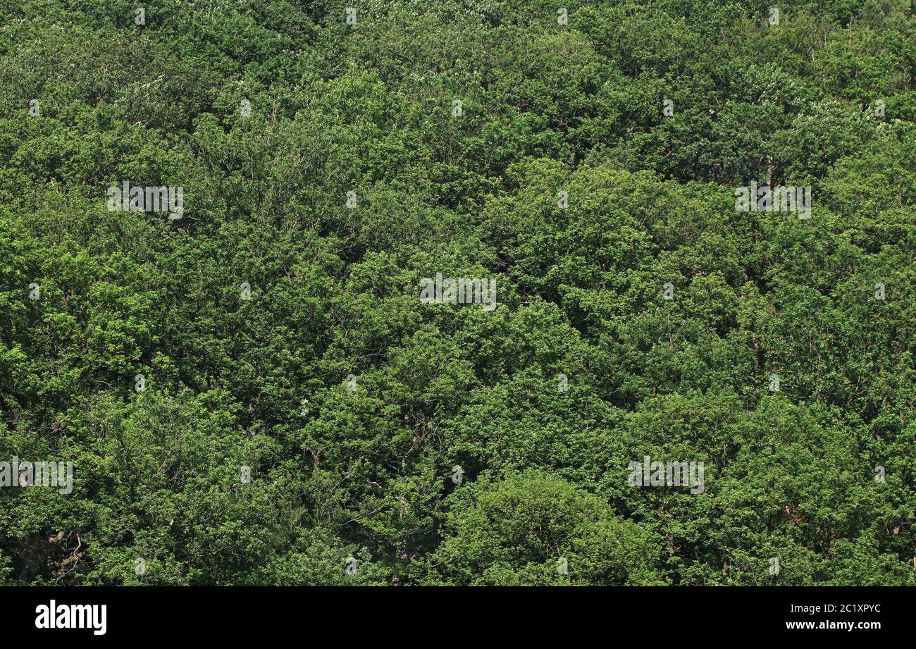 Gemischter Laubwald im Sommer, Deutschland, sieht aus wie eine grüne Mauer Stockfoto