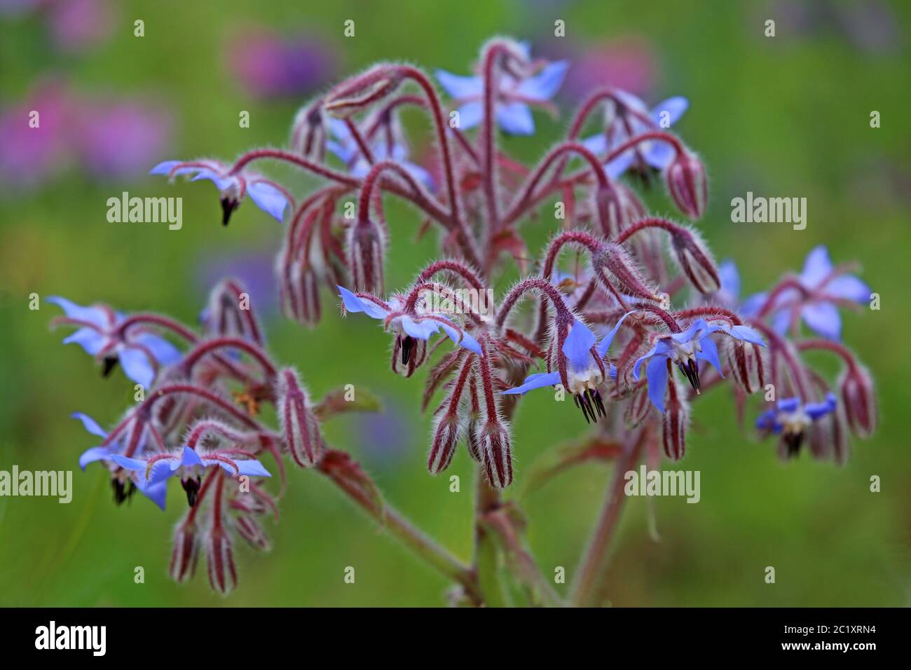 Himmelblaue Blüten von Borretsch Borago officinalis Stockfoto