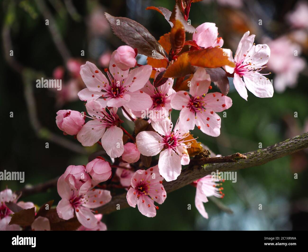 Nahaufnahme von rosa Blüten in einem Kirschbaum im frühen Frühjahr Stockfoto