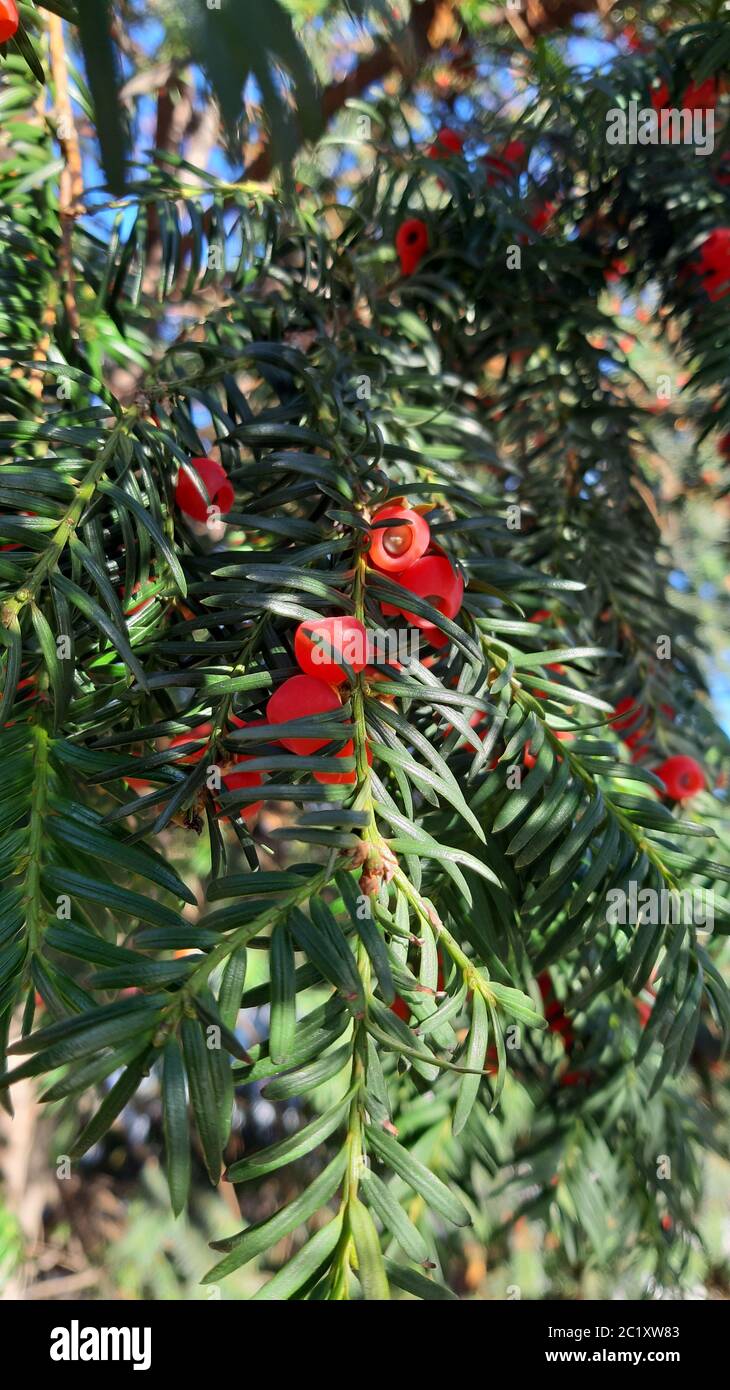 Pazifische Eibe "Taxus Brevifolia' auf der Suche nach oben Stockfotografie  - Alamy