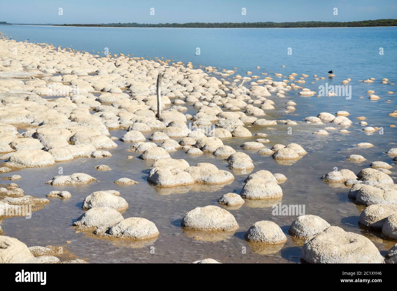 Thrombolites, einige der ältesten lebenden Organismen der Erde, wachsen am Ufer des Lake Clifton, nahe Mandura südlich von Perth in Westaustralien Stockfoto