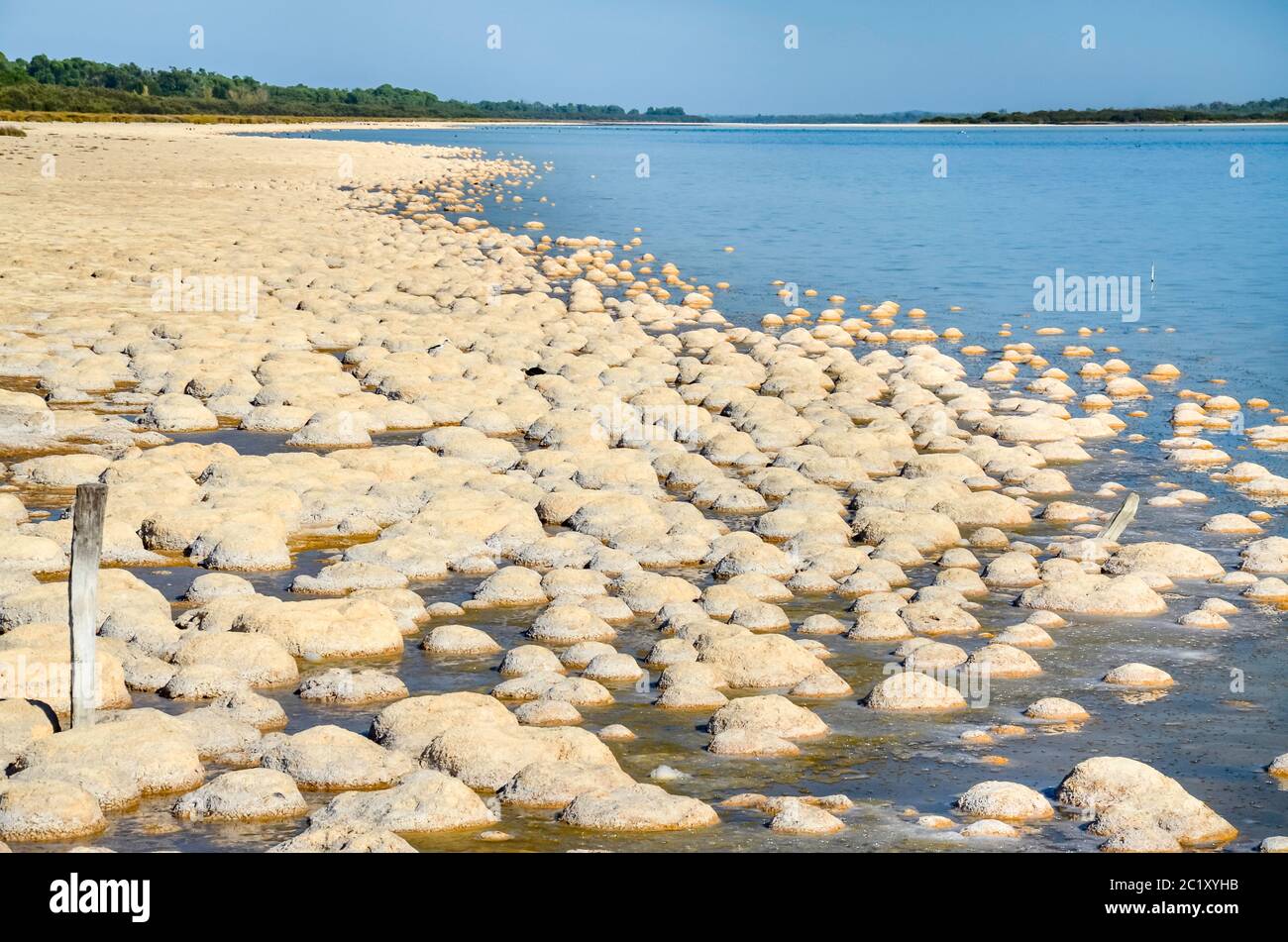 Thrombolites, einige der ältesten lebenden Organismen der Erde, wachsen am Ufer des Lake Clifton, nahe Mandura südlich von Perth in Westaustralien Stockfoto