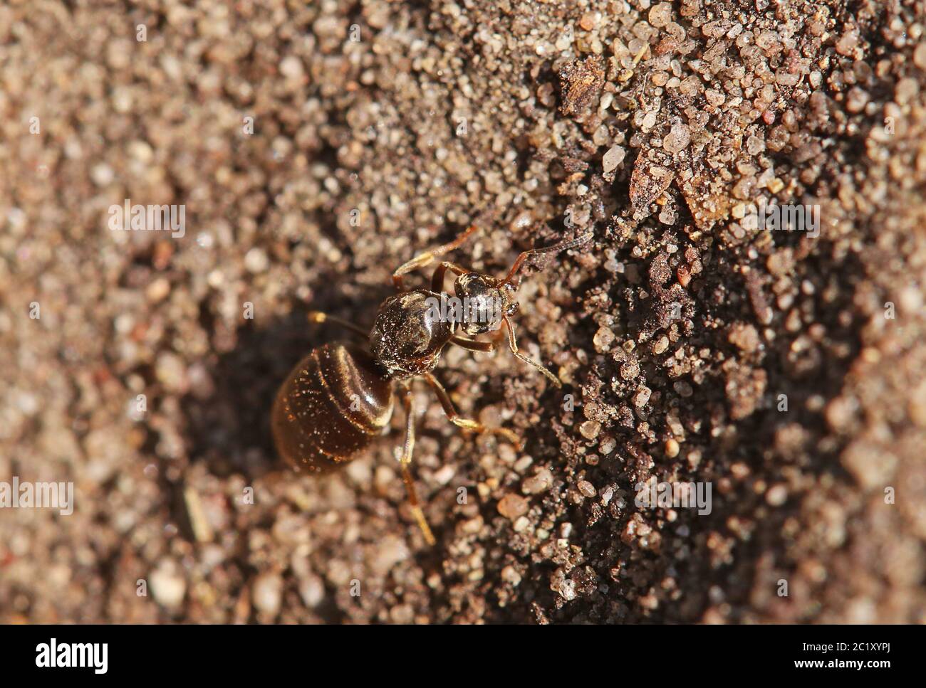ANT Formica spec von der Sandhausener Düne Stockfoto