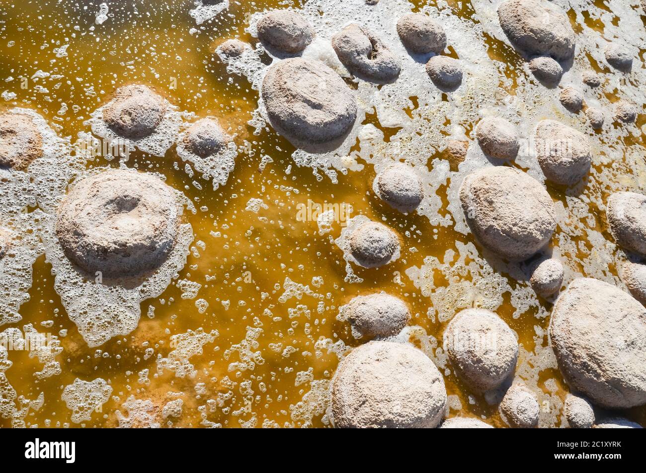 Thrombolites, einige der ältesten lebenden Organismen der Erde, wachsen am Ufer des Lake Clifton, nahe Mandura südlich von Perth in Westaustralien Stockfoto