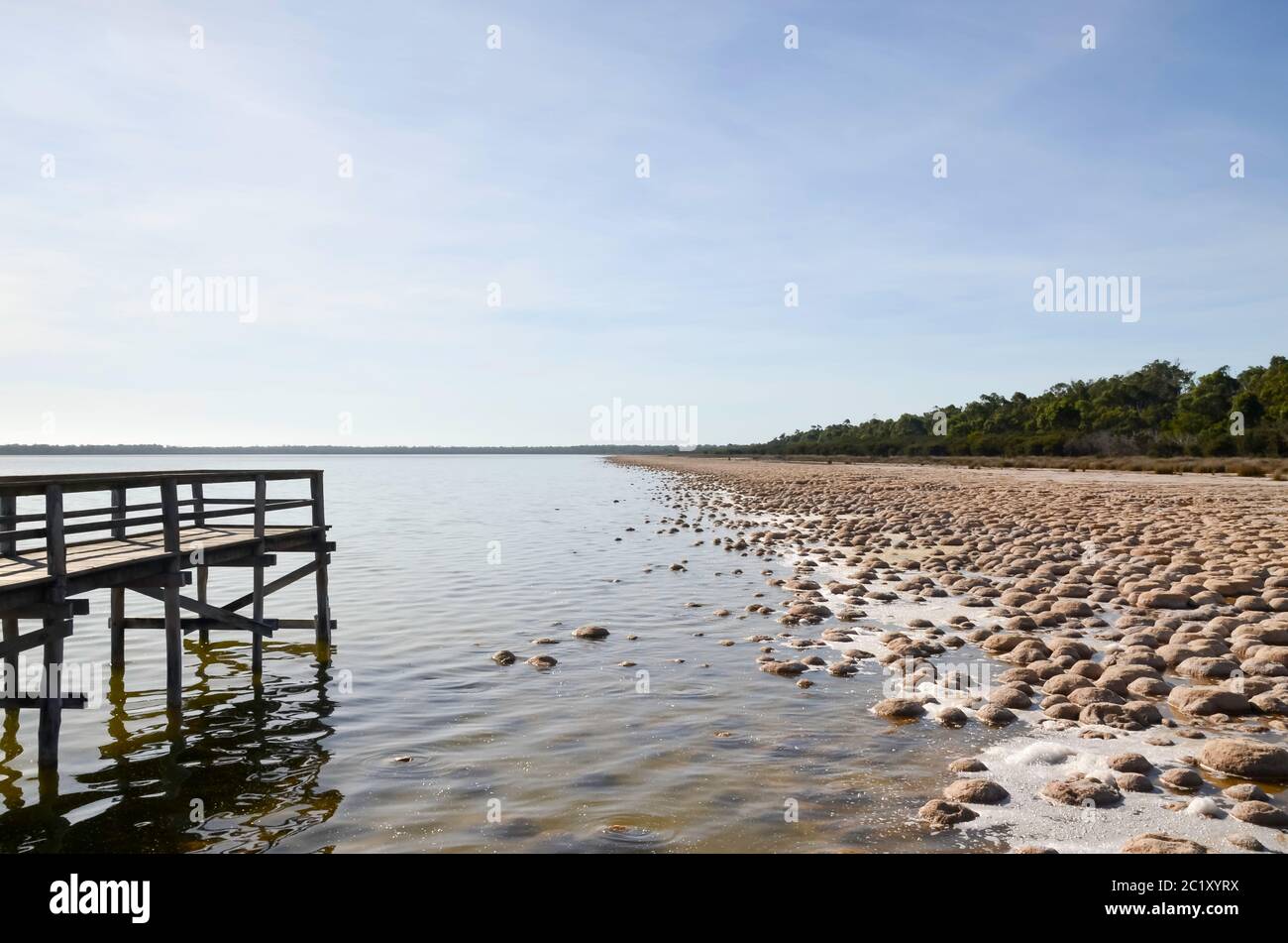 Thrombolites, einige der ältesten lebenden Organismen der Erde, wachsen am Ufer des Lake Clifton, nahe Mandura südlich von Perth in Westaustralien Stockfoto