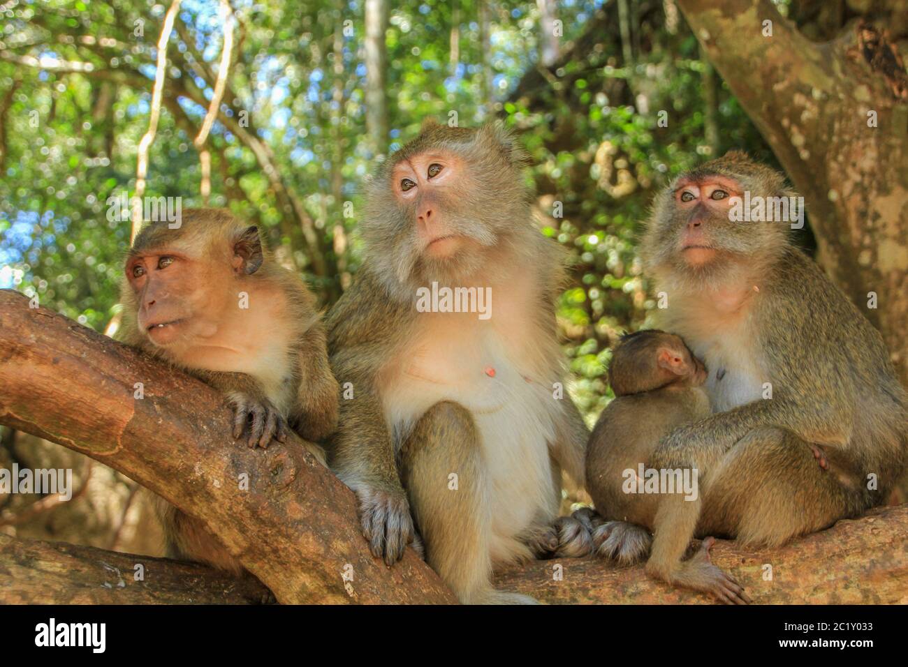 Affenbande Stockfoto