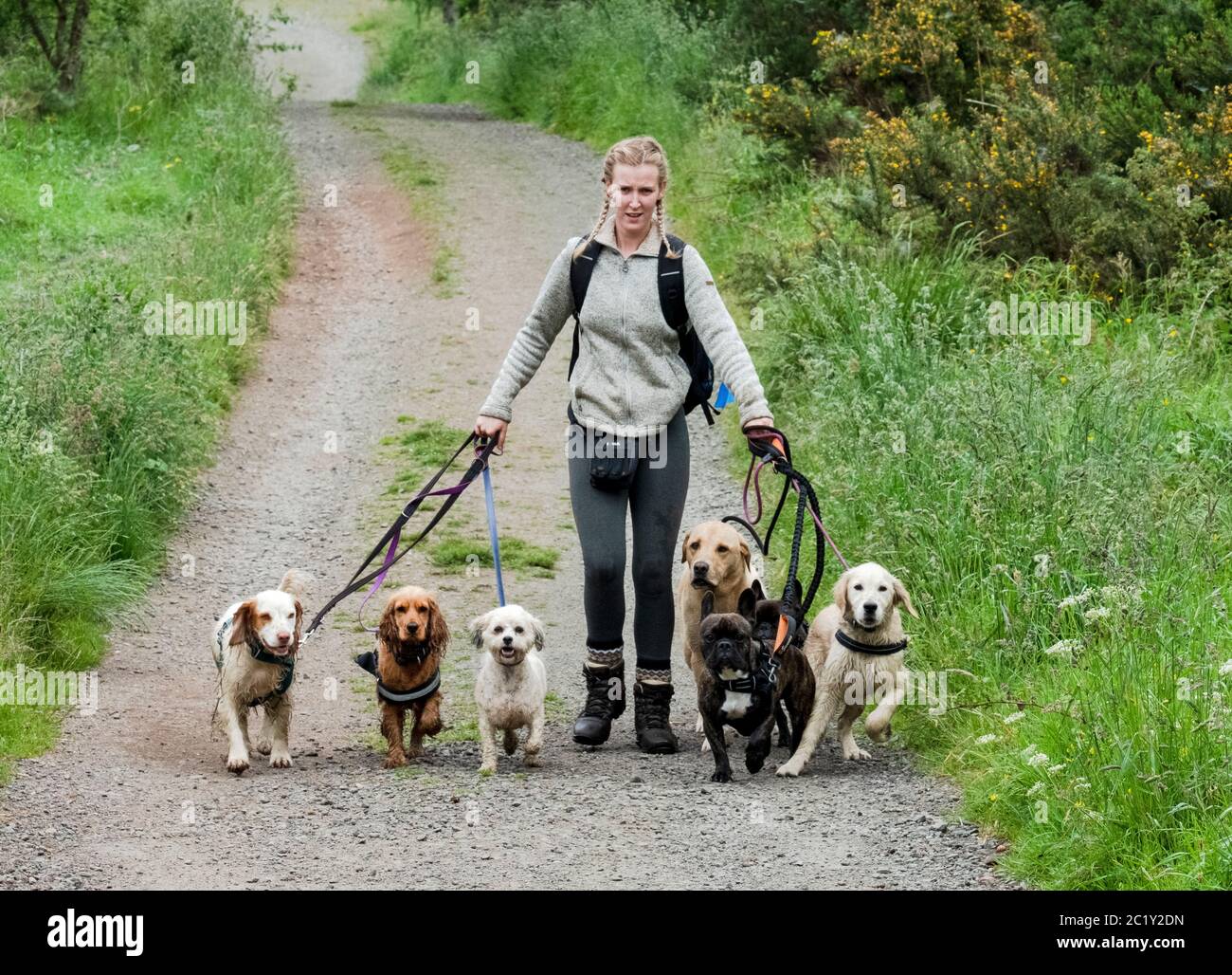 Professioneller Hundewaker, der mehrere Hunde auf einer Landstraße trainiert, West Lothian, Schottland Stockfoto